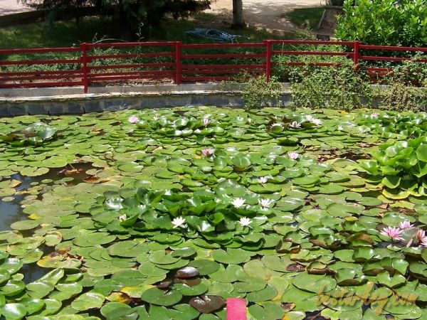 Nezahat Gökyiğit Botanik Bahçesi Nilüfer Havuzu